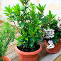 Bay Leaf Laurel Tree Live Plant, 8-10" Sweet Laurus Nobilis Culinary Herb by HILROQG