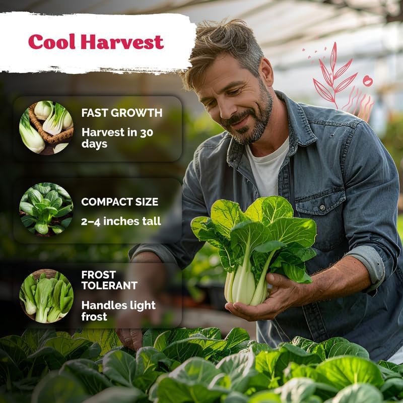 2400 Baby Bok Choy Heirloom Vegetable Seeds, Brassica Rapa subsp. Chinensis - Image 4