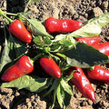 Park Seed Fresno Chili Pepper Seeds – Pack of 25 Seeds by ParkSeed