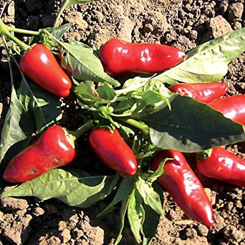 Park Seed Fresno Chili Pepper Seeds – Pack of 25 Seeds by ParkSeed