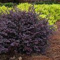 Cerise Charm™ Loropetalum (Chinese Fringe) - Live Plant - (1 QT) by New+Life+Nursery+%26+Garden