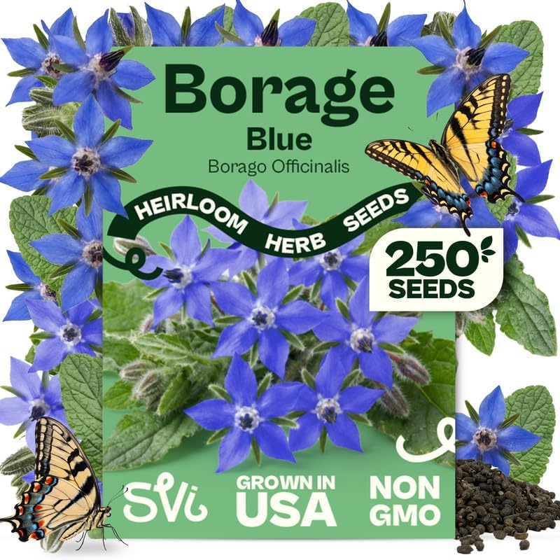 SVI 250 Blue Borage Seeds (Borago officinalis) – Starflower Seed Packets, Heirloom Annual Herb with Edible Blue Flower Seeds for Pollinator Garden, Raised Beds, Containers & Outdoor Flower Garden by SVI