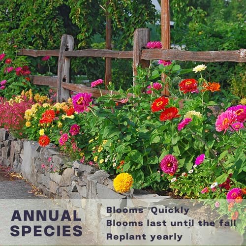 Zinnia Seeds Bulk 10,000+ | Outdoor Flower for Planting | Zinnia Seeds for 2026 | Mixed Colors & Large Blooms for Gardens| High Germination, Beginner-Friendly & Giftable Packaging - Image 4