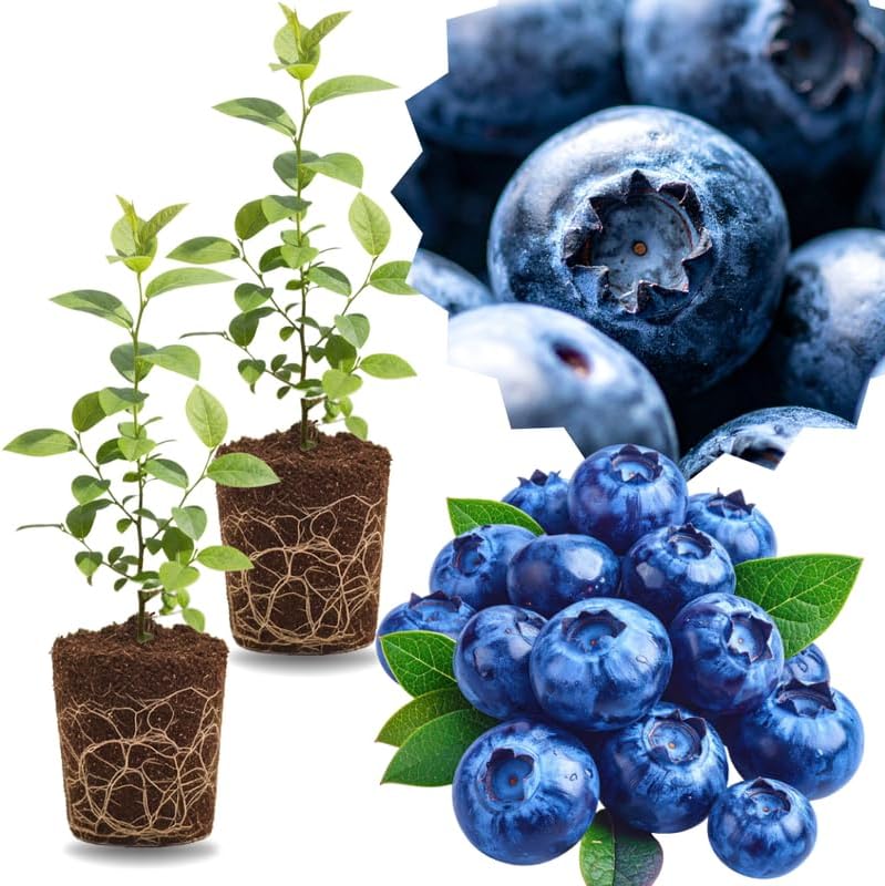 2 Highbush Blueberry Plants Live, Hardy Berry Bush, 4-7 Inch Tall by GardenNurserySince1996
