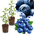 2 Highbush Blueberry Plants Live, Hardy Berry Bush, 4-7 Inch Tall by GardenNurserySince1996