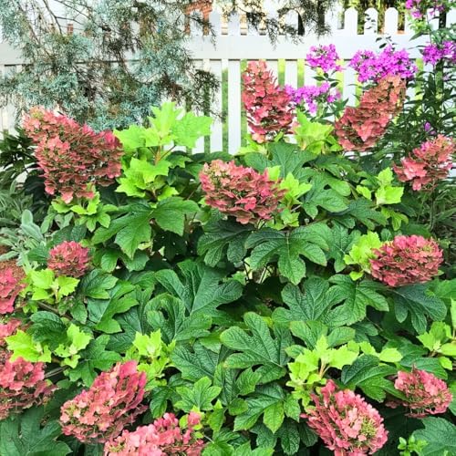 Ruby Hydrangea Live Plant, Flower Bush, 7-12 Inch Tall, 4 Inch Pot - Image 5