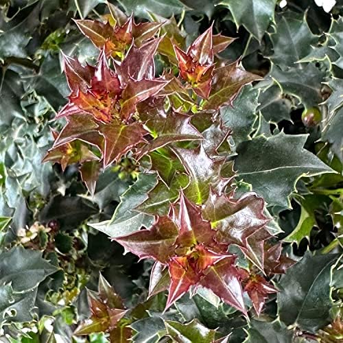 Monrovia Red Beauty Holly, Live Evergreen Shrub, 3 Gallon - Image 3