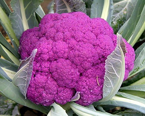 Cauliflower Seeds - Graffiti Cauliflower - Flashy Purple Heads. 20 Seeds ! - Image 3