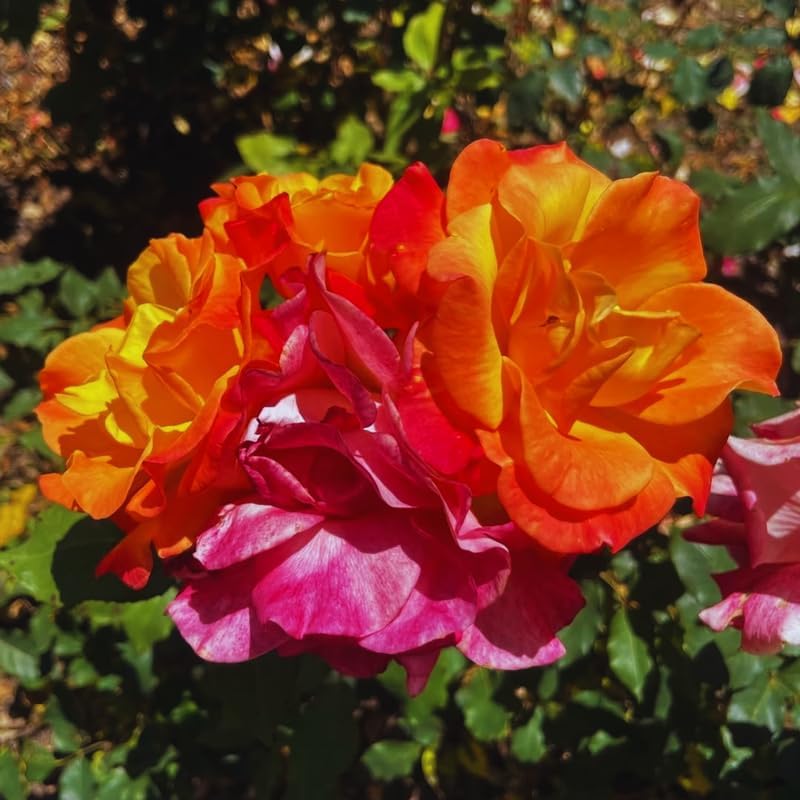 Orange Yellow Live Rose Plant, Ornamental Rose Plant, 5-7 Inch Tall - Image 3