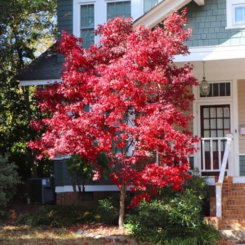 Brighter Blooms Bloodgood Japanese Maple Tree, 3-4 ft. - Image 3