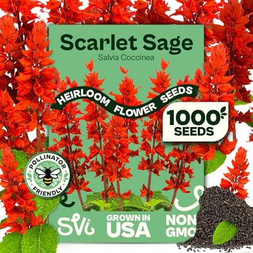 SVI 1000 Red Sage Seeds for Planting Outdoors (Salvia coccinea) – Scarlet sage, Deer Resistant Wildflower – Heirloom Flower Seeds to Plant Outside & Inside Garden, Beds, Containers by SVI