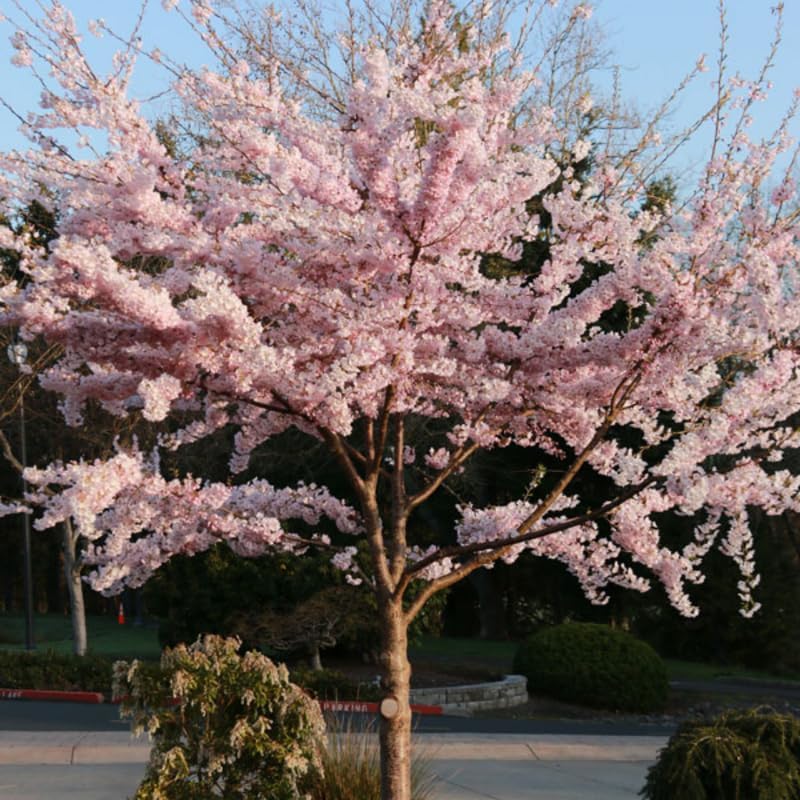 Cherry Blossom Tree Live Plant, Outdoor Garden Tree, 2.5 Inch Pot - Image 2