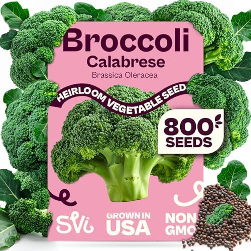 SVI 800 Calabrese Broccoli Seeds for Sprouting (Brassica oleracea VAR. capitata) - Green Broccoli Sprouts Seed Packets - Non-GMO Heirloom Vegetable Seeds for Planting Outdoors & Indoors Garden by SVI
