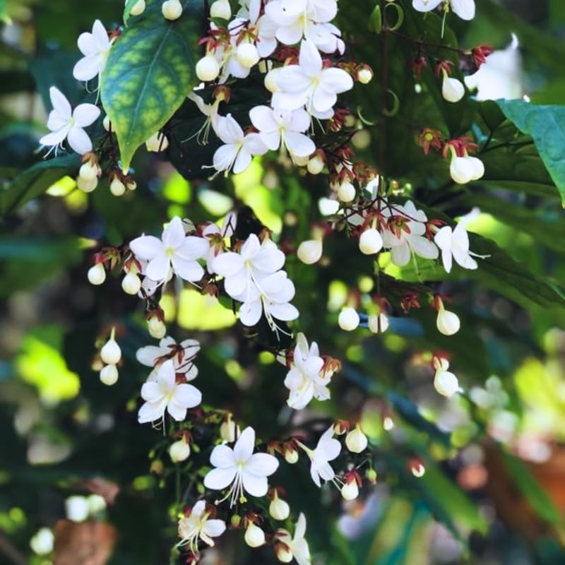 2 Wallichii Smithianum Clerodendrum Live Plants, 5-10 Inch Tall - Image 5