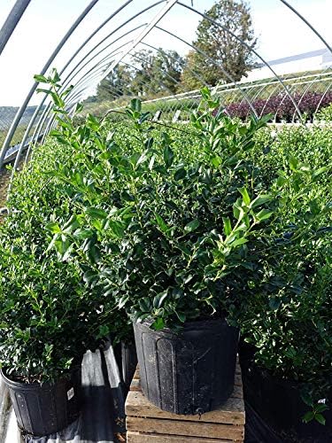 Ilex X meserveae 'China Girl' (Holly) Evergreen, 3 - Size Container - Image 3