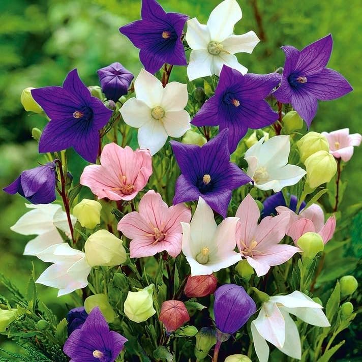 Balloonflower Mix 150 Seeds, Blue Pink White Perennial Flowers - Image 3