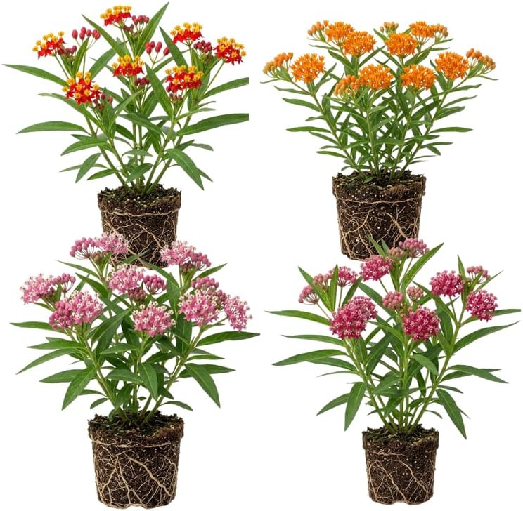 2 Mix Live Milkweed Plant, 4-6 Inch Tall, Flowering Milkweed Plant for Outdoor Gardens, Easy to Grow by GINGERGLOW