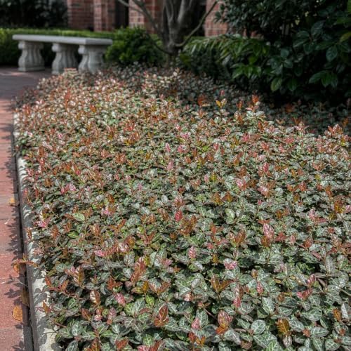 Bronze Asiatic Jasmine | 20 Live Plants | Trachelospermum asiaticum | Evergreen Groundcover with Bronze Foliage | Low-Maintenance Accent for Sun or Shade - Image 4