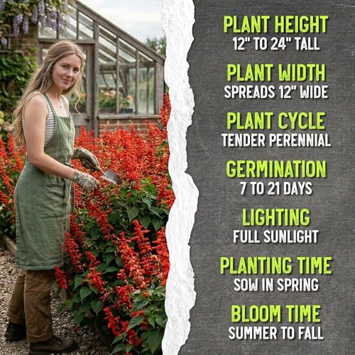 Seed Needs Scarlet Sage Seeds to Plant Perennial Red Salvia 10 Pack - Image 6