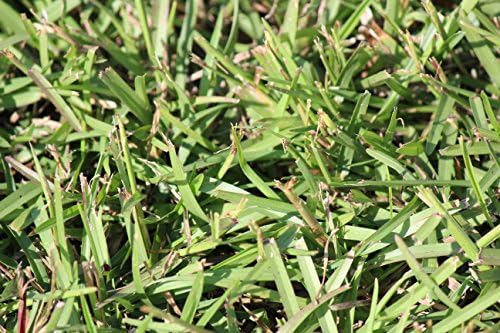 Centipede Grass Seed 5 Pound - Image 7