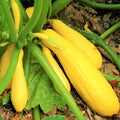 Yellow Straightneck Squash Seeds - 600+ Count - for 2026 Planting Straight Neck Golden Courgette Crookneck Zucchini Vegetable Fresh Grow Your Own Home Farm Patio Healthy Sustainable by TomorrowSeeds
