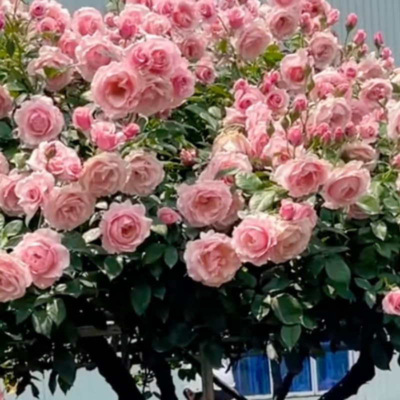 Pink Climbing Roses Live Plants, Fragrant Starter 5-9" Tall - Image 2