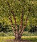 River Birch Tree (Betula nigra) Live Tree | Fast-Growing Shade Tree with Peeling Bark | Hardy Native Landscape Favorite (3 Plants) by CZGrain