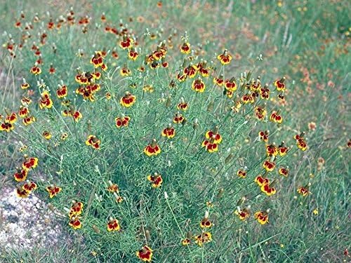 'Mexican Hat' - Bloom by the thousands! - Drought tolerant! Nature’s sombreros! (100 - Seeds) - Image 7