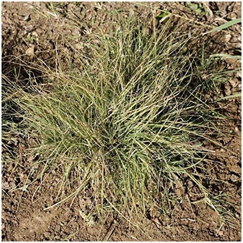 1 Lb Buffalo Grass Native Grass Seeds - Gold Vault - Image 2