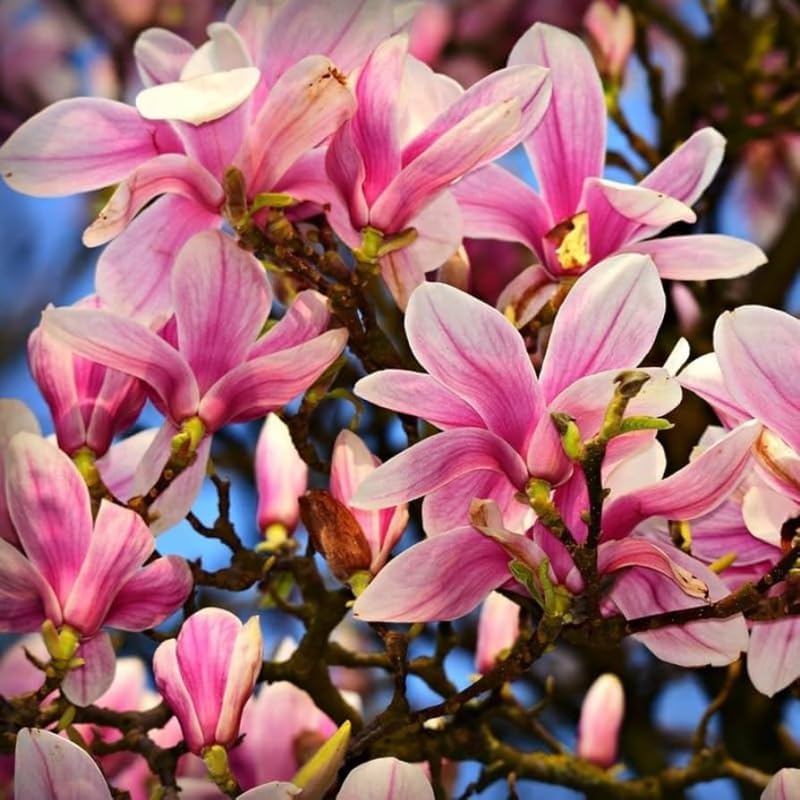2 Jane Magnolia Trees Plants Live, Spring Bloom Flower Tree - Image 3