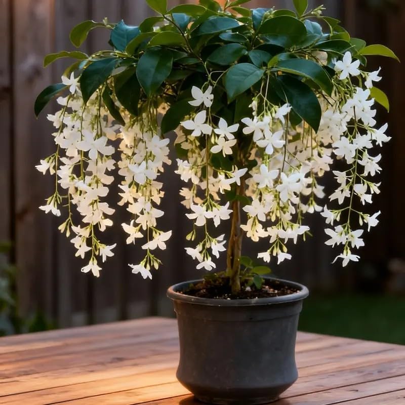 100 Climbing Jasmine Seeds for Planting – Fragrant Perennial Vine Flower Seeds, Non-GMO Heirloom, Evergreen Climbing Flowers for Garden, Balcony, Fence & Trellis - Image 2