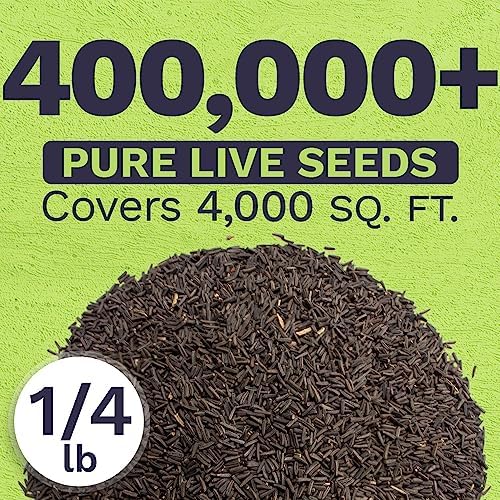 Black Eyed Susan Seeds – Bulk Quarter Pound Bag – Over 400,000 Open Pollinated Non-GMO Wildflower Seeds – Rudbeckia hirta - Image 3