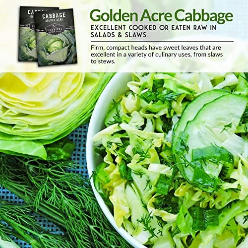 Golden Acre Cabbage Seeds for Planting – Survival Garden Seeds (2 Pack) - Image 5