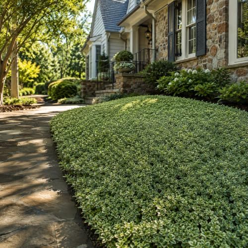 Variegated Asiatic Jasmine Minima | 3 Live Plants | Easy-Grow Ground Cover | Lush, Trailing Green and White Foliage | Perfect for Gardens and Landscape Borders | Hardy Evergreen Plant - Image 2
