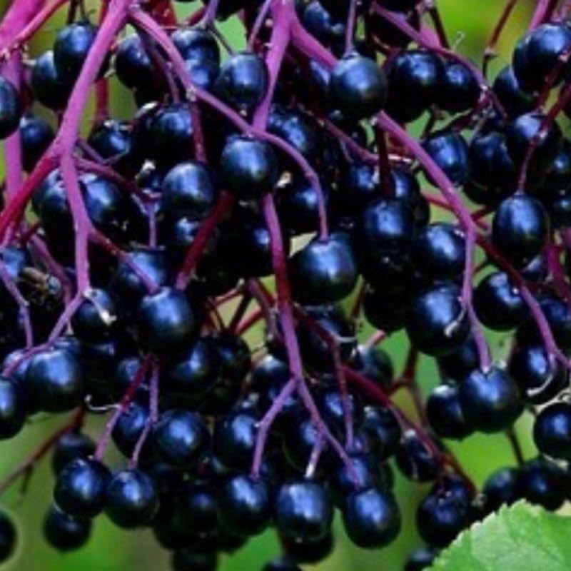 American Elderberry Bush Live Plant, 6-12 Inch Tall - Image 3