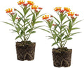 3 Milkweed Plants Live, 4-6 Inch Tall Starter, Essential Pollinator Support Flowering Perennial for Backyard and Garden Rows by GINGERGLOW