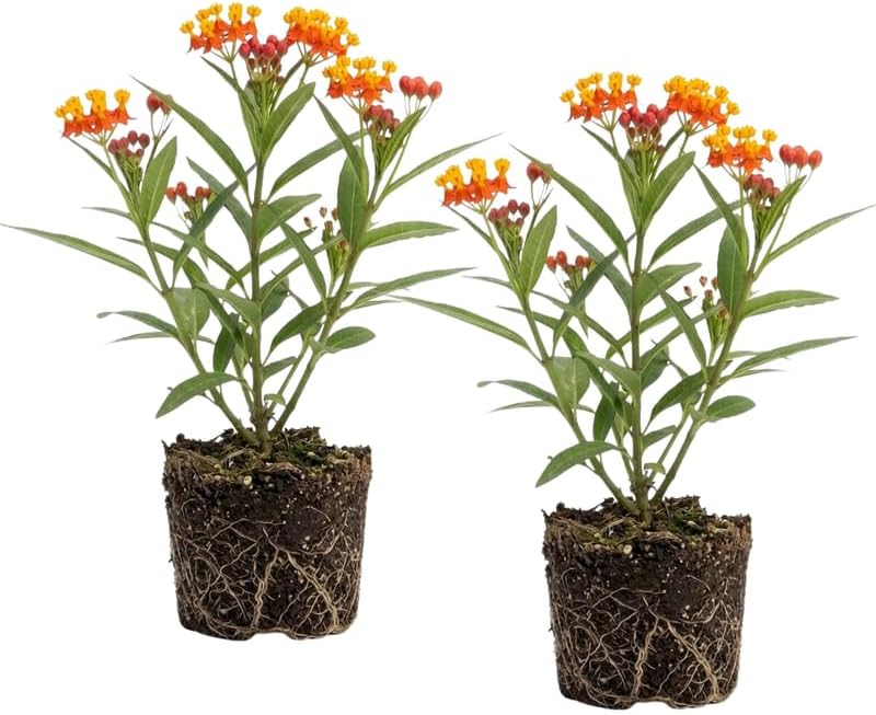 3 Milkweed Plants Live, 4-6 Inch Tall Starter, Essential Pollinator Support Flowering Perennial for Backyard and Garden Rows by GINGERGLOW