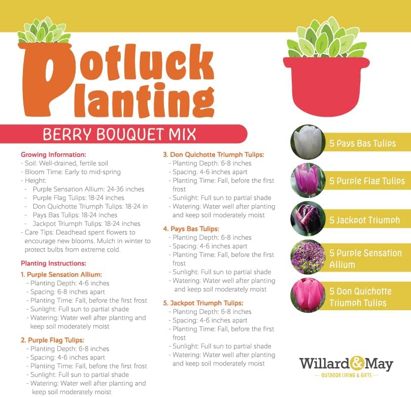 All-in-One Flower Garden Kit - 25 Flower Bulbs Per Box - Potluck Planting Berry Bouquet Mix - Allium and Tulip Mix - Fragrant - Naturalizing - Live Outdoor Garden - Easy to Plant Flowers - Image 4
