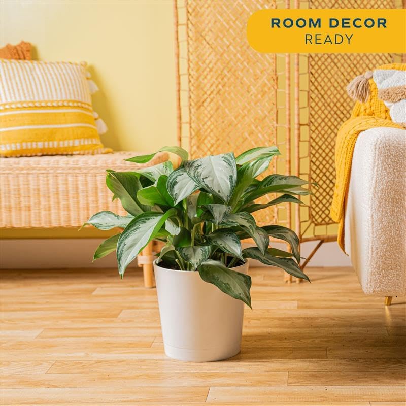 Costa Farms Chinese Evergreen, Live Indoor Plant, Easy Care, Home Decor - Image 2