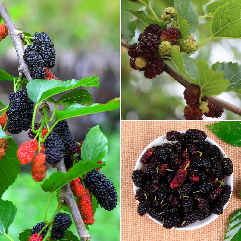 Dwarf Everbearing Mulberry Live Plant, 4-8 Inch Tall Hardy Fruit Tree - Image 3