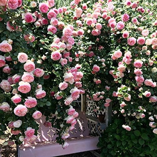 Ma Cherie Roses - Eden Rose Climbing Rose Live Plant, Rose Bushes Ready to Plant, Potted 2 Quart, Live Outdoor Plants, Pink Climbing Rose, Plant Gifts, Live Plants Outdoor, Roses Live Plants - Image 4