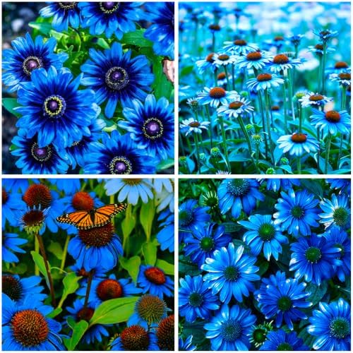 300+ Mixed Color Echinacea Seeds-Perennial Coneflower Seeds-Coneflowers Seed Non-GMO Perennials Plants, Pollinators & Cut Flowers for Garden by MIXRUGBACWATER