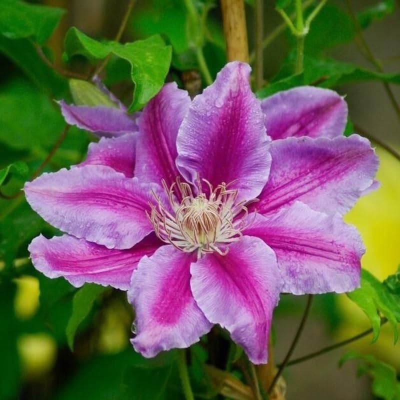 Pink Clematis Live Plant, 2.5" Pot, Fragrant Flowering Vine - Image 2