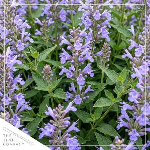 Hummingbird Mint (Agastache) - Blue Blooms (Blue Fortune), Live Pollinator-Friendly Flowering Perennial, 12" Tall by 5" Wide in 2 Qt Pot - Image 2