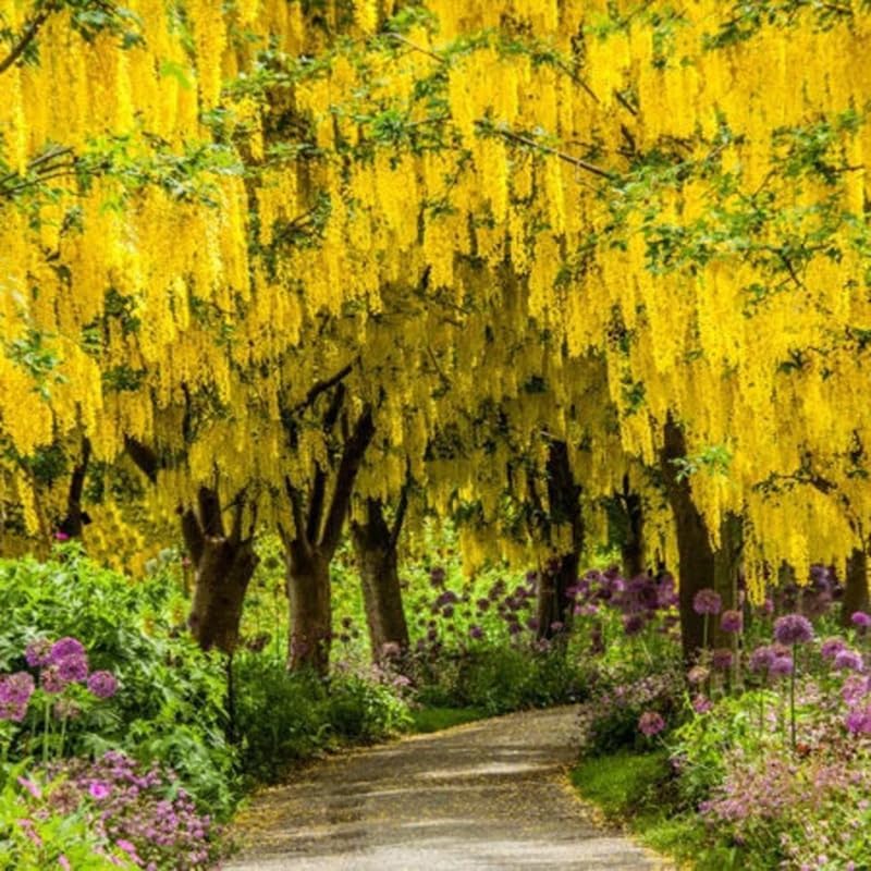 Yellow Golden Chain Tree Live Plant, Hardy Flowering Vine, 18-22 Inch Tall - Image 4