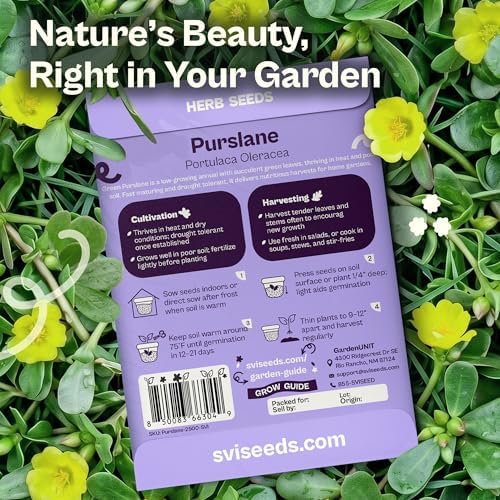 SVI 2500 Purslane Seeds (Portulaca oleracea) – Common Purslane, Verdolaga Seed Packets Bulk, Pigweed, Succulent Grow – Heat & Drought Tolerant Heirloom Herb Seeds, Indoor Herb Garden & Outdoor Garden - Image 2