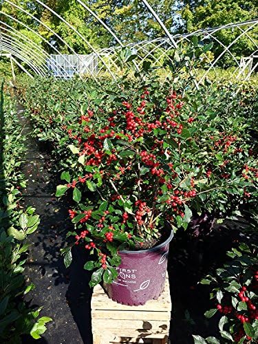 First Editions - Ilex verticillata Wildfire (Winterberry) Shrub, bright red fruit, #3 - Size Container - Image 6