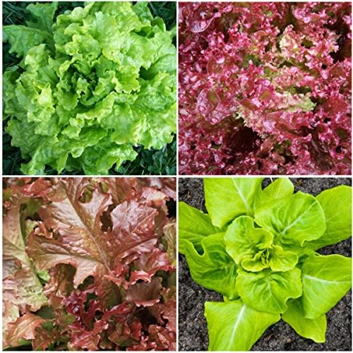 Seed Needs Lettuce Seeds Variety Pack of 8 Non-GMO Heirloom Vegetables - Image 3