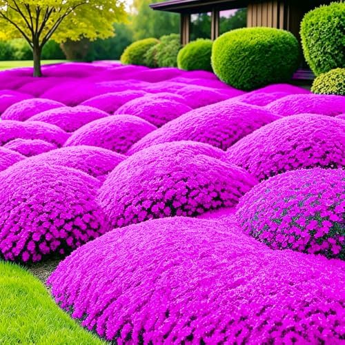 15500Pcs Mix Creeping Thyme Seeds for Planting - Perennial Ground Cover Plant, Drought Tolerant - Image 4