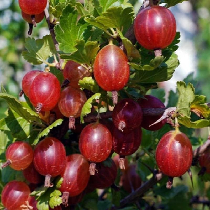 Gooseberry Plant Live, Cold Hardy Berry Bush, 5-10 Inch Tall - Image 5